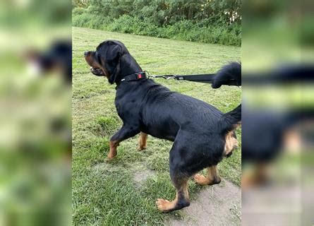 porn hunde|Der Tag, an dem mich unser Rottweiler nahm – readbeast